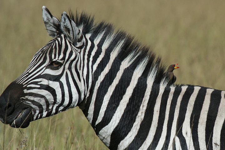 Yellow-billed Oxpecker