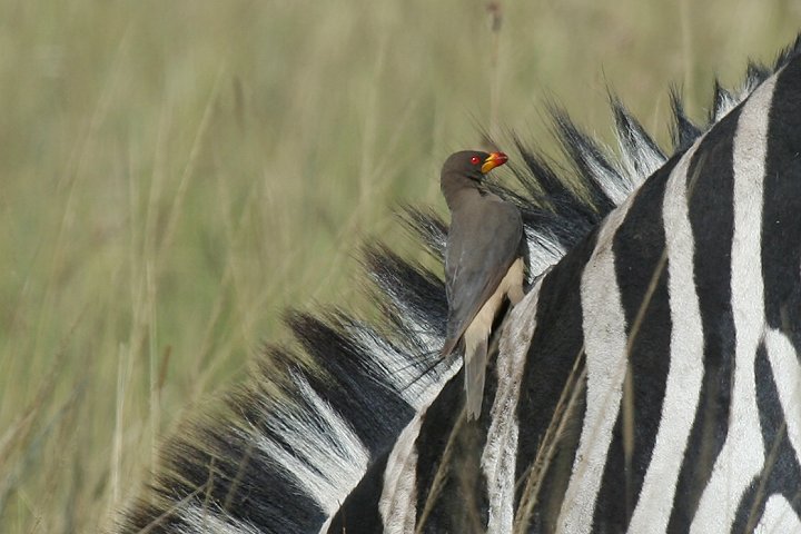 Yellow-billed Oxpecker