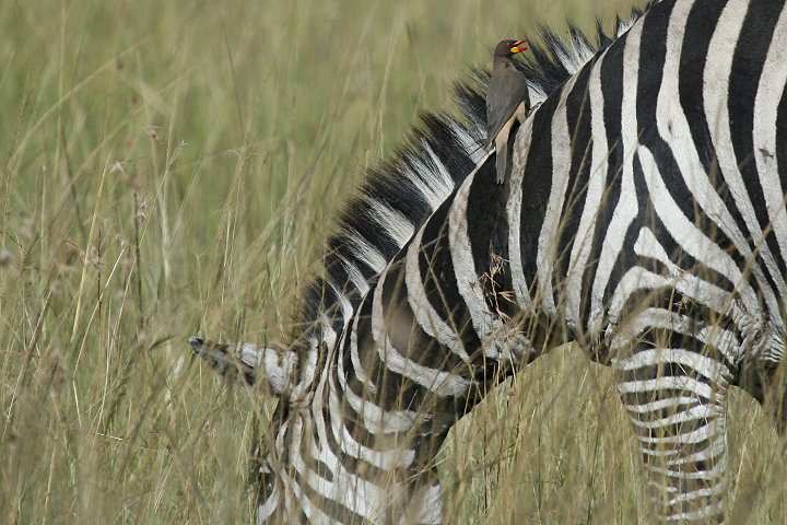 Yellow-billed Oxpecker