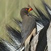 Yellow-billed Oxpecker LoVEVccL