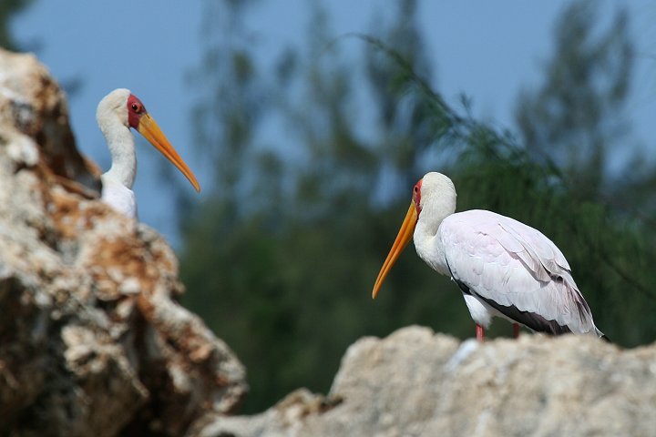 Yellow-billed Stork