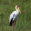 Yellow-billed Stork@AtJgLRE