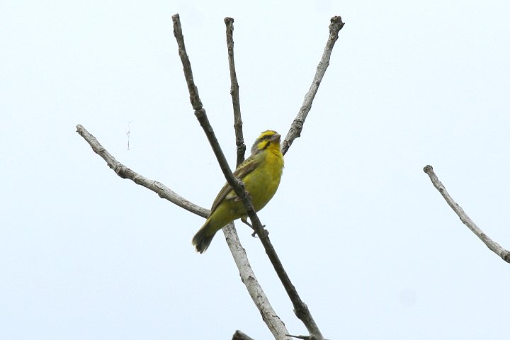 Yellow-fronted Canary