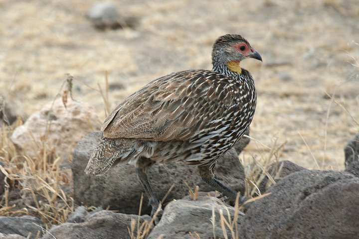 Yellow-necked Spurfowl