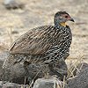 Yellow-necked Spurfowl nQmhVR