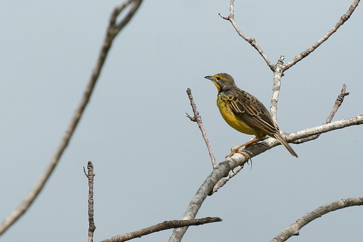 Yellow-throated Longclaw