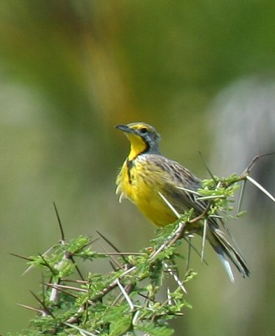 Yellow-throated Longcraw