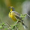 Yellow-throated Longclaw LlciK^qo