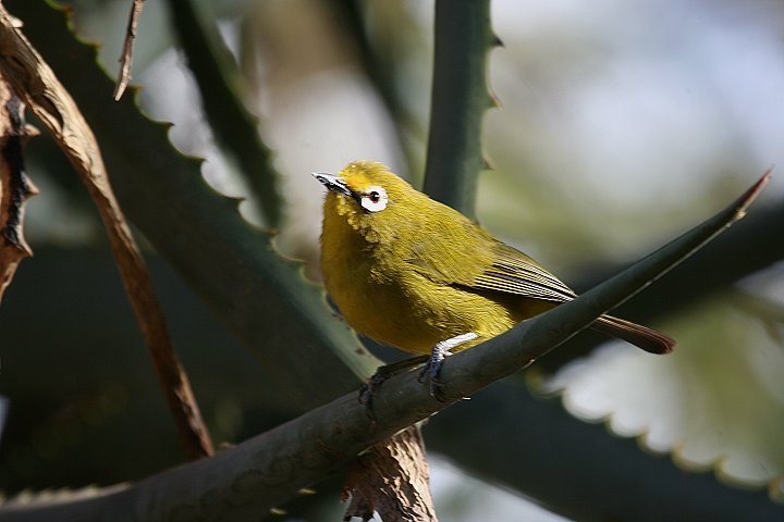 Yellow White-Eye