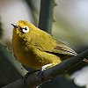 Yellow White-eye LCW