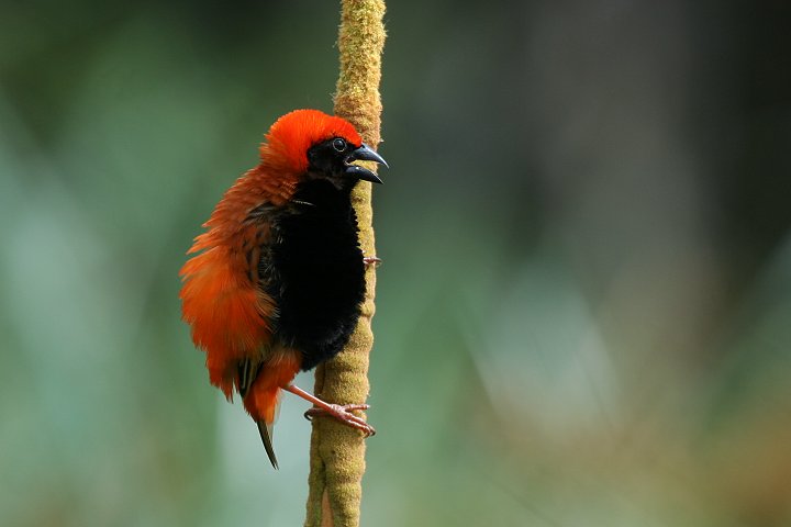 Zanzibar Red Bishop