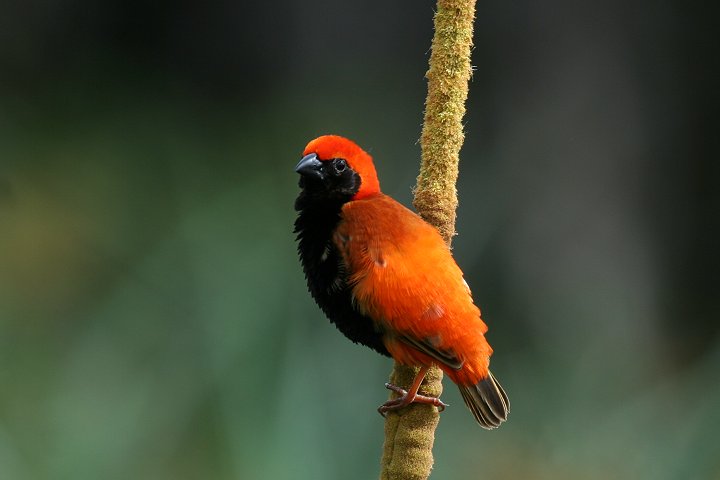 Zanzibar Red Bishop