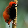 Zanzibar Red Bishop iOL`E