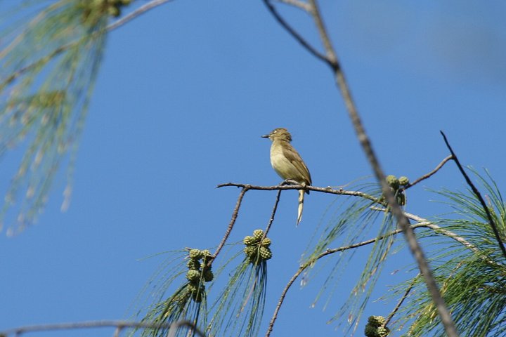 Zanzibar Sombre Greenbul