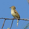 Zanzibar Sombre Greenbul EXSAIq