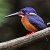 Blue-eared Kingfisher