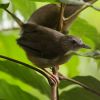 Abbott's Babbler �n�V�u�g���W�`���h��