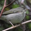 Arctic Warbler {\VNC