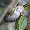 Ashy Bulbul �L�o�l�q���h��