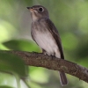 Asian Brown Flycatcher RTr^L