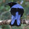 Asian Fairy Bluebird �����R�m�n�h��