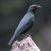 Asian Glossy Starling ~hJXhL