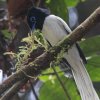 Asian Paradise Flycatcher �J�����T���R�E�`���E