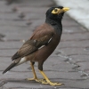 Common Myna ChnbJ