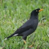 Javan Myna WnbJ