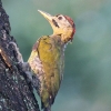 Laced Woodpecker ^PAIQ