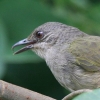 Olive-winged Bulbul AJqh