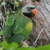 Red-breasted Parakeet _}CR