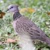 Spotted Dove JmRog