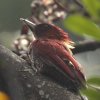 Banded Woodpecker V}xjAIQ