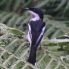 Bar-winged Flycatcher q^LTVENC