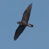 Bat Hawk �R�E�����_�J