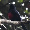 Black-and-crimson Oriole �q���l�X�~�S����