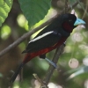 Black-and-red Broadbill NAJqnV