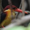 Black-backed Kingfisher �~�c���r�J���Z�~