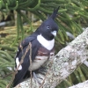 Black Baza NJbREnuT