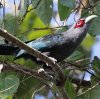 Black-bellied Malkoha �N���o���P�����h�L