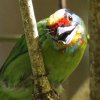 Black-browed Barbet SVLh