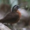Black-capped Babbler �Y�O���W�`���h�� 
