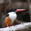 Black-capped Kingfisher }VEr