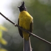 Black-crested Bulbul G{Vqh