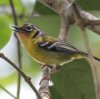 Black-eared Shrike Babbler �N���m�h���Y�`���h��