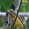 Black-headed Bulbul YOqh