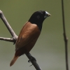 Black-headed Munia Mo