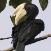 Black Hornbill �N���T�C�`���E
