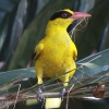 Black-naped Oriole RECEOCX